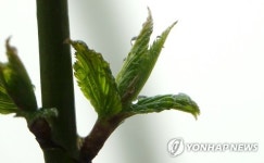 새순에 매달린 봄비