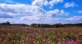 파주시, 율곡습지-생태탐방로 연계 관광상품 개발