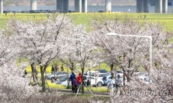 낙동강변 벚꽃보고 유채꽃도 보고
