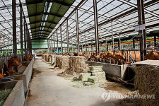 석달새 소 210마리 살처분 브루셀라 왜 옥천서 꼬리무나