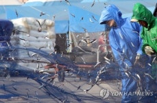 싱싱한 봄 멸치가 왔어요
