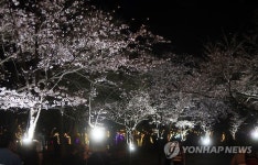 동두천 자유수호평화박물관, 벚꽃 맞이 야간 개장