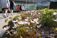 사랑채 앞 깽깽이풀