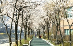 당현천에 벚꽃 구경 오세요~!