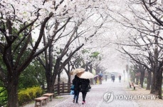 벚꽃 비 맞으며 다정하게
