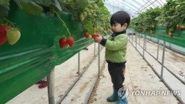 딸기 이렇게 따는 거 맞나?