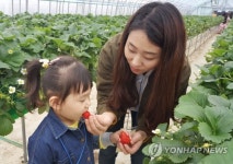 직접 따서 먹으니 더 맛있어요