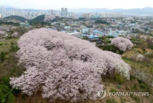 벽화골목 울산 신화마을의 벚꽃동산