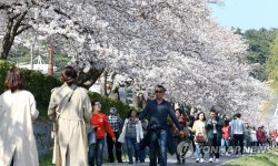 벚꽃이 만발했다…경포 벚꽃 잔치 개막
