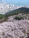 벚꽃 관광 명소 부산 황령산