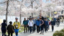 벚꽃 만발한 바우길 걷는 관광객들