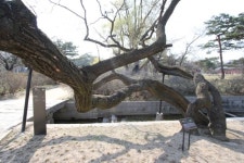 뒤주 갇힌 사도세자의 통곡, 창경궁 회화나무는 들었다