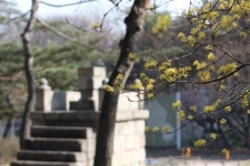 뒤주 갇힌 사도세자의 통곡, 창경궁 회화나무는 들었다