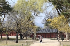 뒤주 갇힌 사도세자의 통곡, 창경궁 회화나무는 들었다