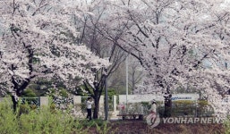 벚꽃으로 뒤덮인 대전 대덕특구 탄동천