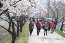 남한강변 벚꽃길 걷는 시민들