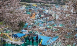 감천문화마을에 봄이 왔어요