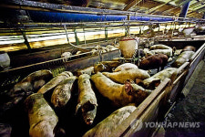 돈사 신축 놓고 아산시-양돈업자 공방 2라운드