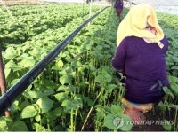 깻잎농장서 착취당하는 외국인노동자…인권 캠페인