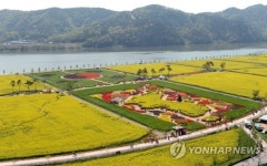 노란 유채꽃 천지로 변한 창녕 낙동강변