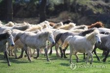 월동관리 끝내고 방목지로 나온 제주마