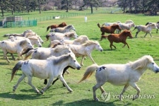 방목지로 나온 제주마들