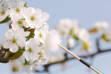 배꽃 만개 천안·아산 농가 인공수정하느라 바쁘다 바빠