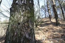 백제가요 정읍사 오솔길