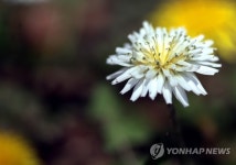우리 봄꽃…흰민들레