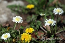 반가운 우리 봄꽃 흰민들레