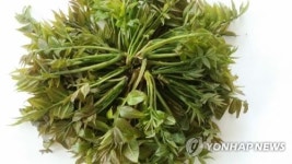 '봄나물의 왕' 원주 옻순 한마당잔치 29~30일 열려