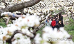 배꽃과 어린이