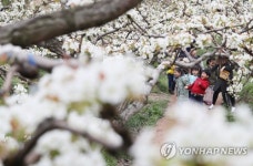 배꽃 즐거운 동심