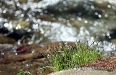 봄비 그친 계곡의 생명력