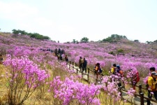 대구 비슬산 30만평 천상화원서 참꽃 문화제 열린다