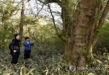 제주 왕벚나무 자생지 방문한 산림청 차장