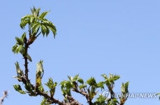 봄 향기 가득한 개두릅