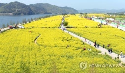 낙동강변은 노란 유채꽃 세상