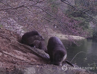 지리산서 모습 드러낸 멸종위기종 수달