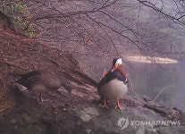 지리산서 포착된 천연기념물 원앙