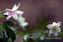 숲 속 깊숙이 부는 봄바람