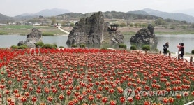 튤립 만개한 도담삼봉