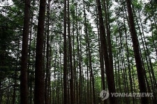 산림욕 하려면 7월·아침·침엽수림에서 하세요