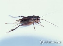 먹어보면 맛있어요…日서 곤충 식품 인기 확산