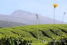 한라산 아래 도순다원