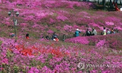 울긋불긋 철쭉 꽃길