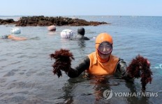 제주 바다에서 채취한 우뭇가사리