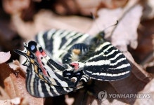 새 생명 잉태하는 봄 숲
