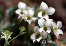 하얀 봄꽃 태백제비꽃