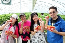 당진 딸기 체험 프로그램 인기…외국인 발길 줄이어
